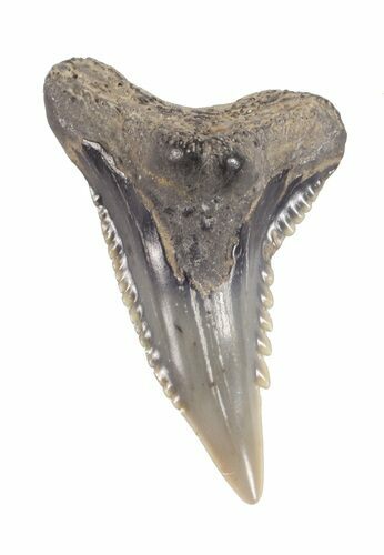 Hemipristis Shark Tooth Fossil - Virginia #61605